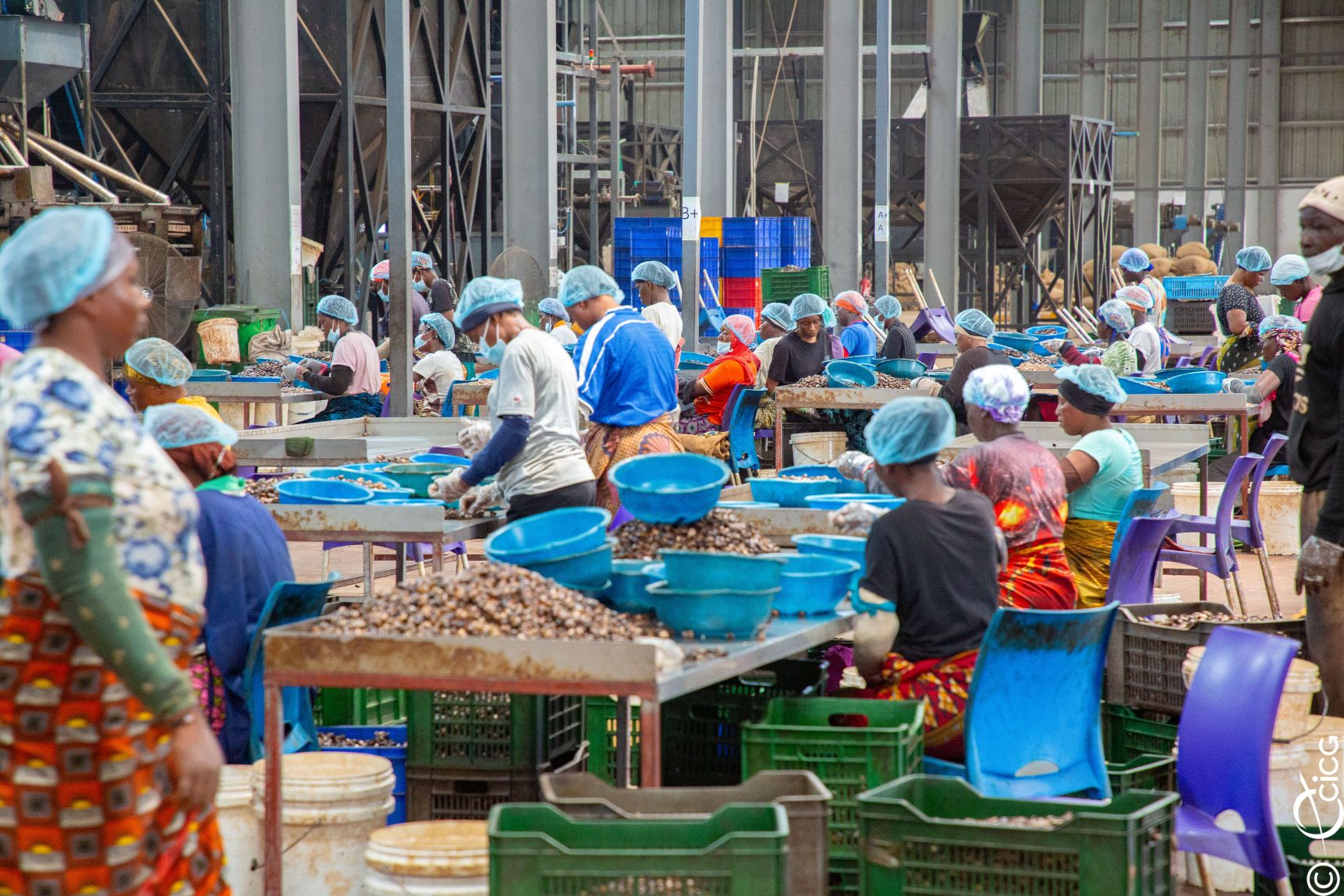 BOUNDIALI : TRANSFORMATION DE L’ANACARDE, UN SECTEUR POURVOYEUR D’EMPLOIS